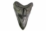 Fossil Megalodon Tooth - Huge Lower Tooth #155338-1